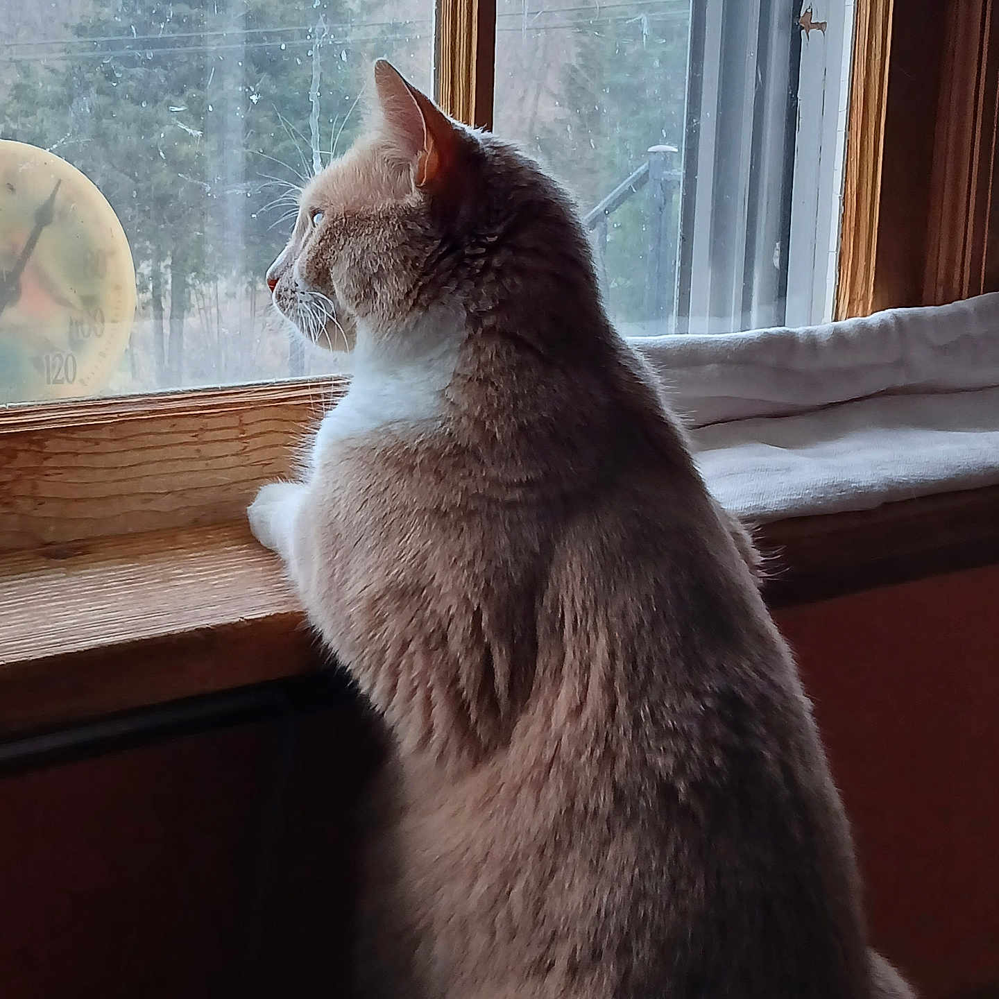 Punkin is registered to the contest to win money with this photo: cat, windowsill, window, indoor, animal, pet, feline, looking_out, wood, fur, side_view, nature, trees, hills, reflection, calm, cozy, daylight, quiet, contemplative