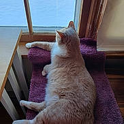 Punkin is registered to the contest to win money with this photo: cat, window, purple_carpet, furniture, indoor, relaxed, fluffy, pet, animal, lounging, natural_light, wood, home, cozy, resting, paw, looking_out, quiet, domestic, comfortable