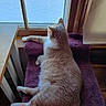 cat, window, purple_carpet, furniture, indoor, relaxed, fluffy, pet, animal, lounging, natural_light, wood, home, cozy, resting, paw, looking_out, quiet, domestic, comfortable