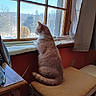 Punkin joined the competition — help win amazing prizes! cat, window, thermometer, stool, indoor, curtain, furniture, wood, sunlight, animal, pet, sitting, looking_out, winter, cold, cozy, orange_wall, table, reflection, quiet