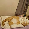 Punkin is registered to the contest to win money with this photo: cat, sleeping, blanket, bed, cozy, indoor, fur, pet, relaxed, curled_up, orange_tabby, paws, quiet, curtains, pillow, home, resting, comfort, feline, nap