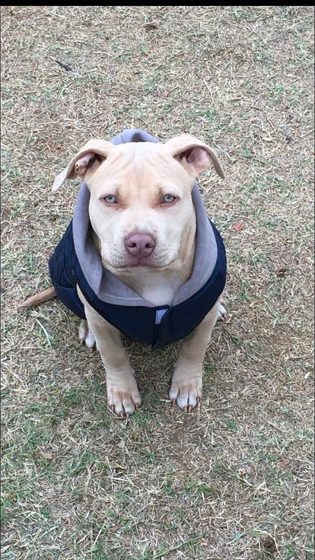 Tank is registered to the contest to win money with this photo: canidae, carnivore, collar, companion_dog, dog, dog_breed, dog_clothes, dog_collar, fawn, grass, non_sporting_group, puppy, snout, soil, sporting_group, tail, terrestrial_animal, whiskers, wood, working_animal