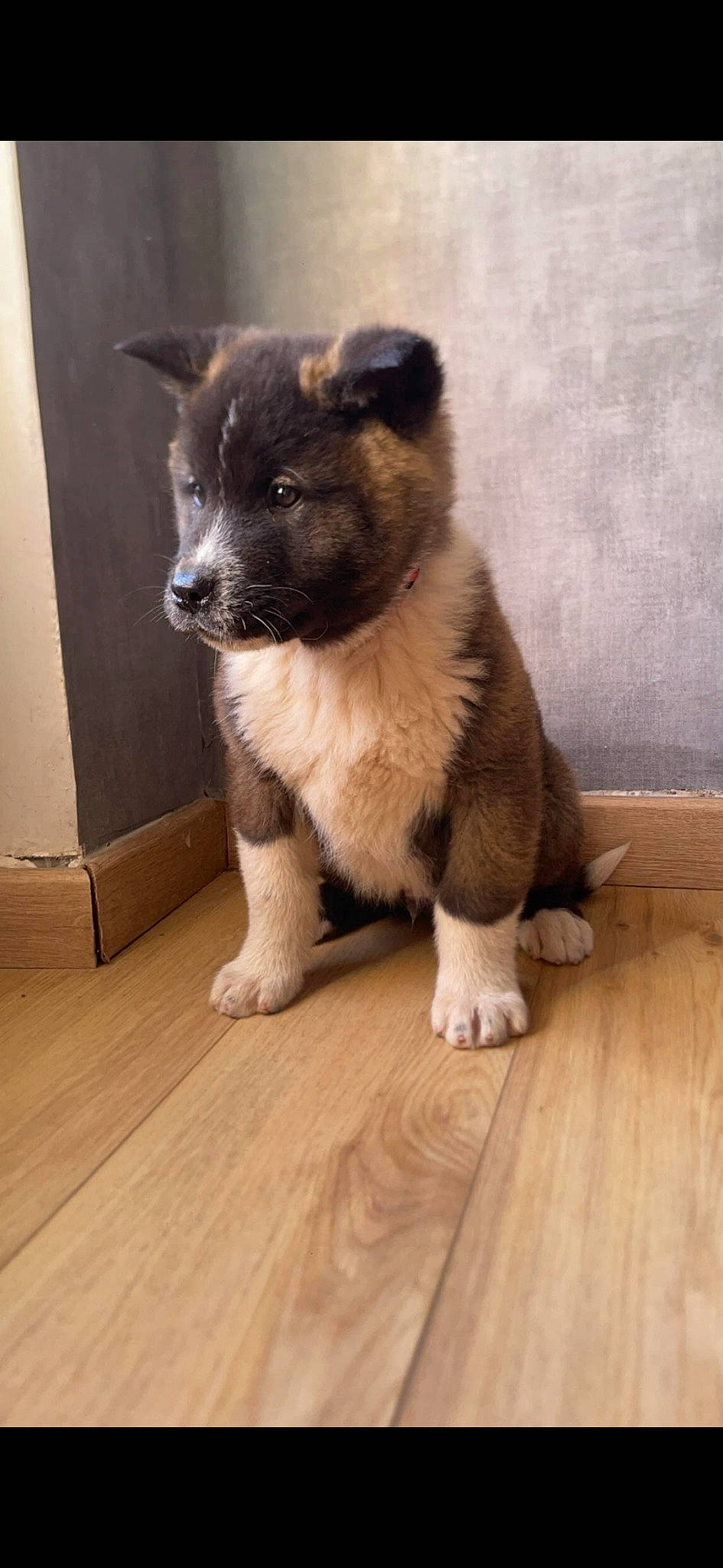 Tayko a rejoint le concours — aidez-le/la à gagner de superbes lots ! carnivore, companion_dog, dog, dog_breed, eye, fawn, flooring, fur, hardwood, laminate_flooring, plank, snout, tail, terrestrial_animal, varnish, whiskers, wood, wood_flooring, wood_stain, working_animal