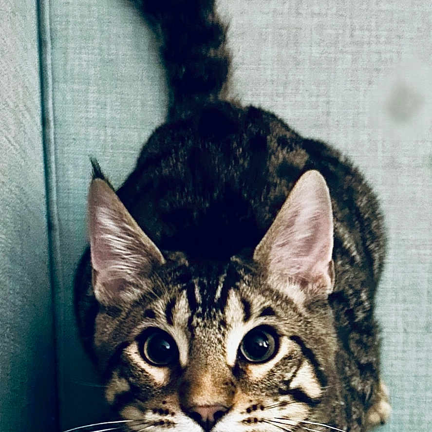 Nuggets a rejoint le concours — aidez-le/la à gagner de superbes lots ! abyssinian, animal, architecture, armchair, building, cat, chair, couch, cushion, furniture, homedecor, indoors, kitten, livingroom, manx, ocelot, person, pet, room, sleeping