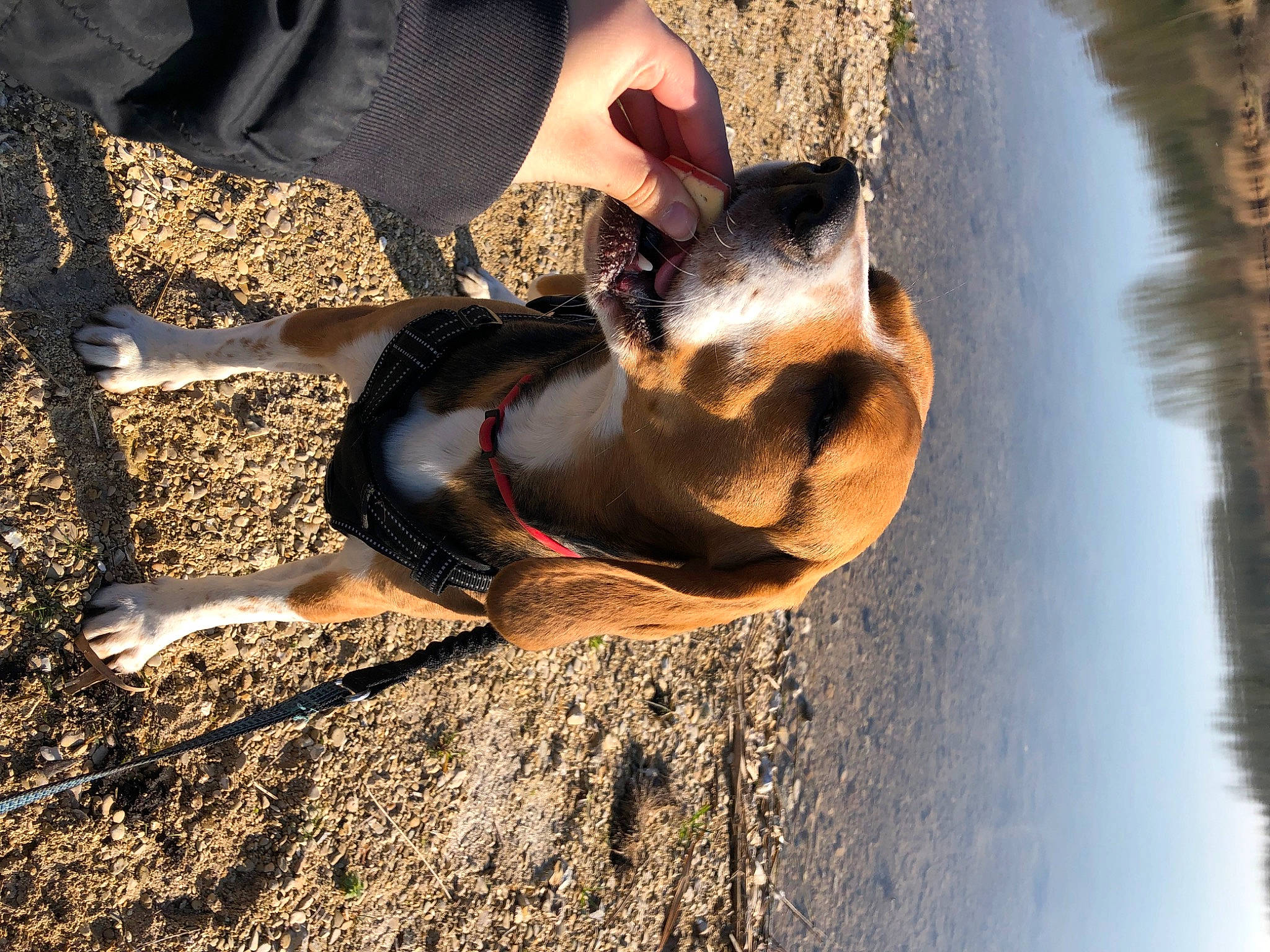 Riley a rejoint le concours — aidez-le/la à gagner de superbes lots ! canidae, carnivore, collar, dog, dog_breed, fawn, fur, guard_dog, lake, leash, shadow, snout, soil, sporting_group, sunlight, tail, tree, water, wood, working_animal