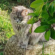Crevette a rejoint le concours — aidez-le/la à gagner de superbes lots ! cat, gray_cat, green_eyes, fluffy_fur, stone, garden, grass, leaves, sunlight, outdoor, nature, plant, animal, pet, feline, sitting, closeup, texture, daylight, wildlife