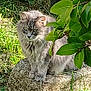 cat, gray_cat, green_eyes, fluffy_fur, stone, garden, grass, leaves, sunlight, outdoor, nature, plant, animal, pet, feline, sitting, closeup, texture, daylight, wildlife