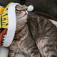 Squirt joined the competition — help win amazing prizes! animal, blanket, cat, closeup, cozy, cute, domestic, feline, fur, head, holiday, indoor, pet, relaxed, resting, side_view, sleepy, soft, tabby, whiskers