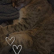 Que joined the competition — help win amazing prizes! animal, blanket, brown_fur, cat, cozy, curled_up, ears, furry, heart_doodles, indoors, nap, paws, pet, portrait, resting, sleeping, sleepy, striped_fur, tabby_cat, whiskers