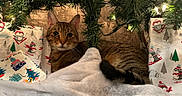 Que joined the competition — help win amazing prizes!  gift_wrap, animal, blanket, brown_fur, cat, christmas, christmas_tree, cozy, festive, greenery, holiday, indoors, lights, lying_down, pet, portrait, presents, snowman, tabby_cat, wrapping_paper