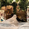 Que joined the competition — help win amazing prizes! cat, tabby_cat, christmas, christmas_tree, holiday,  gift_wrap, wrapping_paper, snowman, blanket, lights, indoors, cozy, festive, pet, animal, lying_down, portrait, brown_fur, greenery, presents
