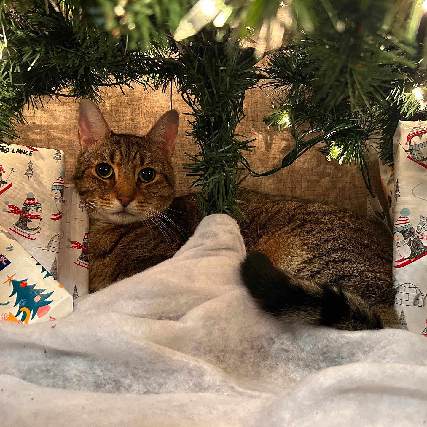 Que joined the competition — help win amazing prizes! cat, tabby_cat, christmas, christmas_tree, holiday,  gift_wrap, wrapping_paper, snowman, blanket, lights, indoors, cozy, festive, pet, animal, lying_down, portrait, brown_fur, greenery, presents