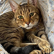 Que joined the competition — help win amazing prizes! cat, tabby_cat, pet, animal, feline, green_eyes, whiskers, ears, striped_fur, brown_fur, black_tail, paws, lying_down, relaxed, cuddled, blanket, bed, indoors, close_up, portrait