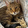 cat, tabby_cat, pet, animal, feline, green_eyes, whiskers, ears, striped_fur, brown_fur, black_tail, paws, lying_down, relaxed, cuddled, blanket, bed, indoors, close_up, portrait