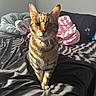 Que is registered to the contest to win money with this photo: cat, tabby_cat, pet, animal, whiskers, ears, eyes, portrait, sitting, bed, bedroom, blanket, bedding, black_bedding, pink_blanket, sunlight, indoor, home, close_up, serious_expression