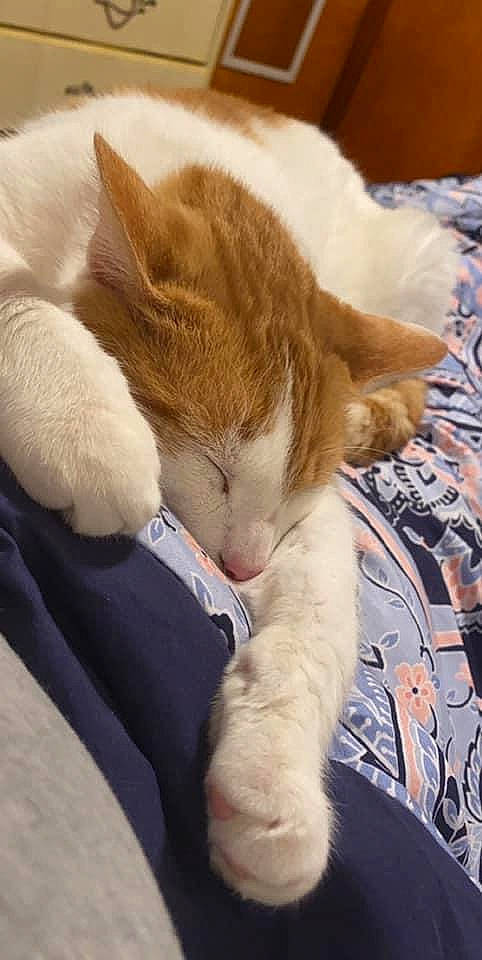 Opossum is registered to the contest to win money with this photo: aegean_cat, asian, carnivore, cat, ear, fawn, felidae, fur, german_rex, kitten, mammal, nap, oriental_longhair, paw, sleep, small_to_medium_sized_cats, snout, whiskers