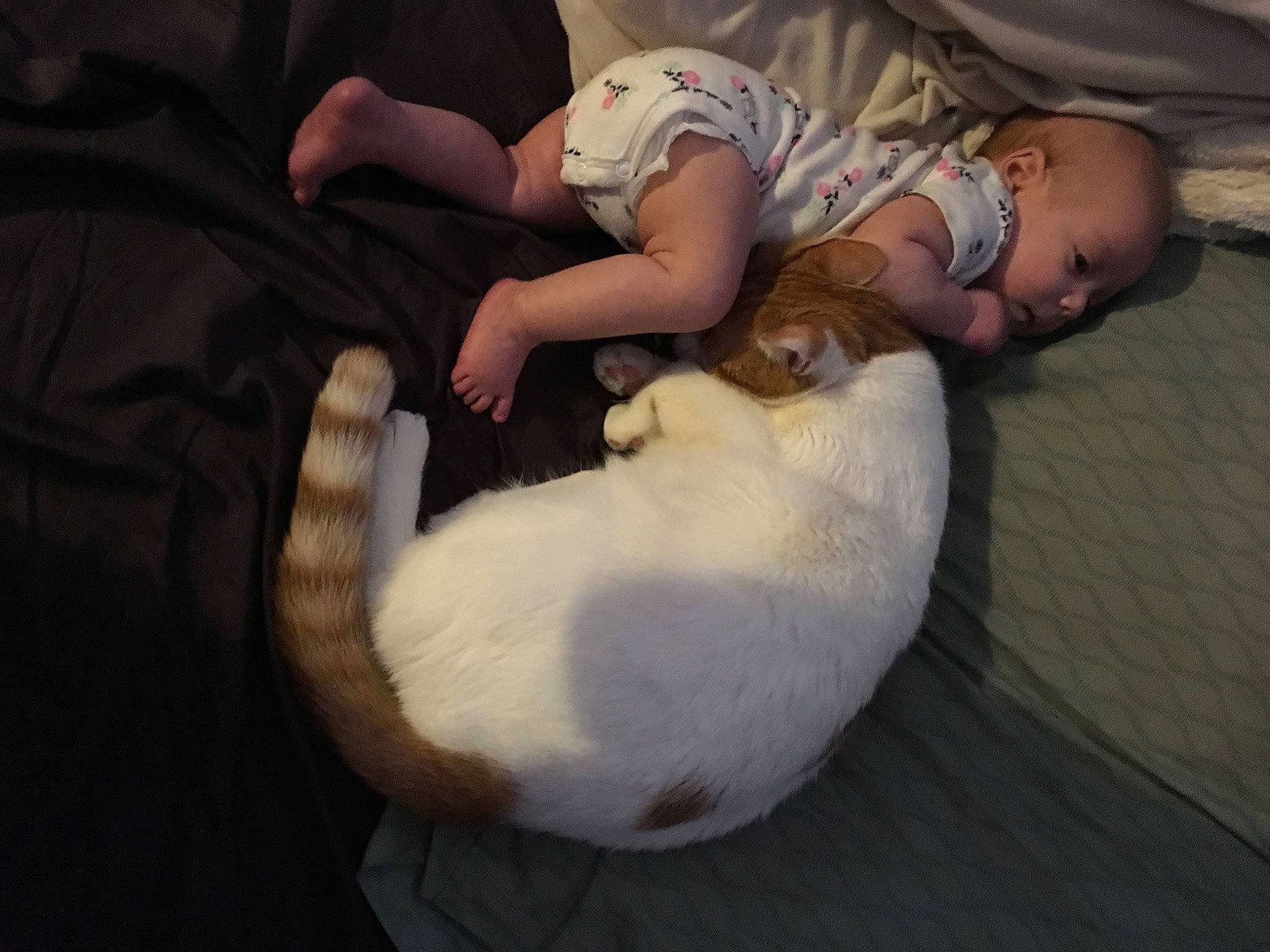 Opossum joined the competition — help win amazing prizes! canidae, carnivore, cat, fawn, felidae, nap, puppy, sleep