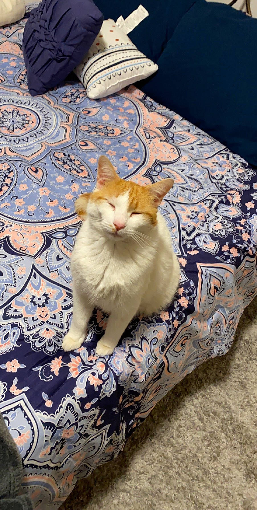 Opossum is registered to the contest to win money with this photo: aegean_cat, asian, carnivore, cat, domestic_short_haired_cat, european_shorthair, felidae, fur, furniture, kitten, room, small_to_medium_sized_cats, tabby_cat, whiskers