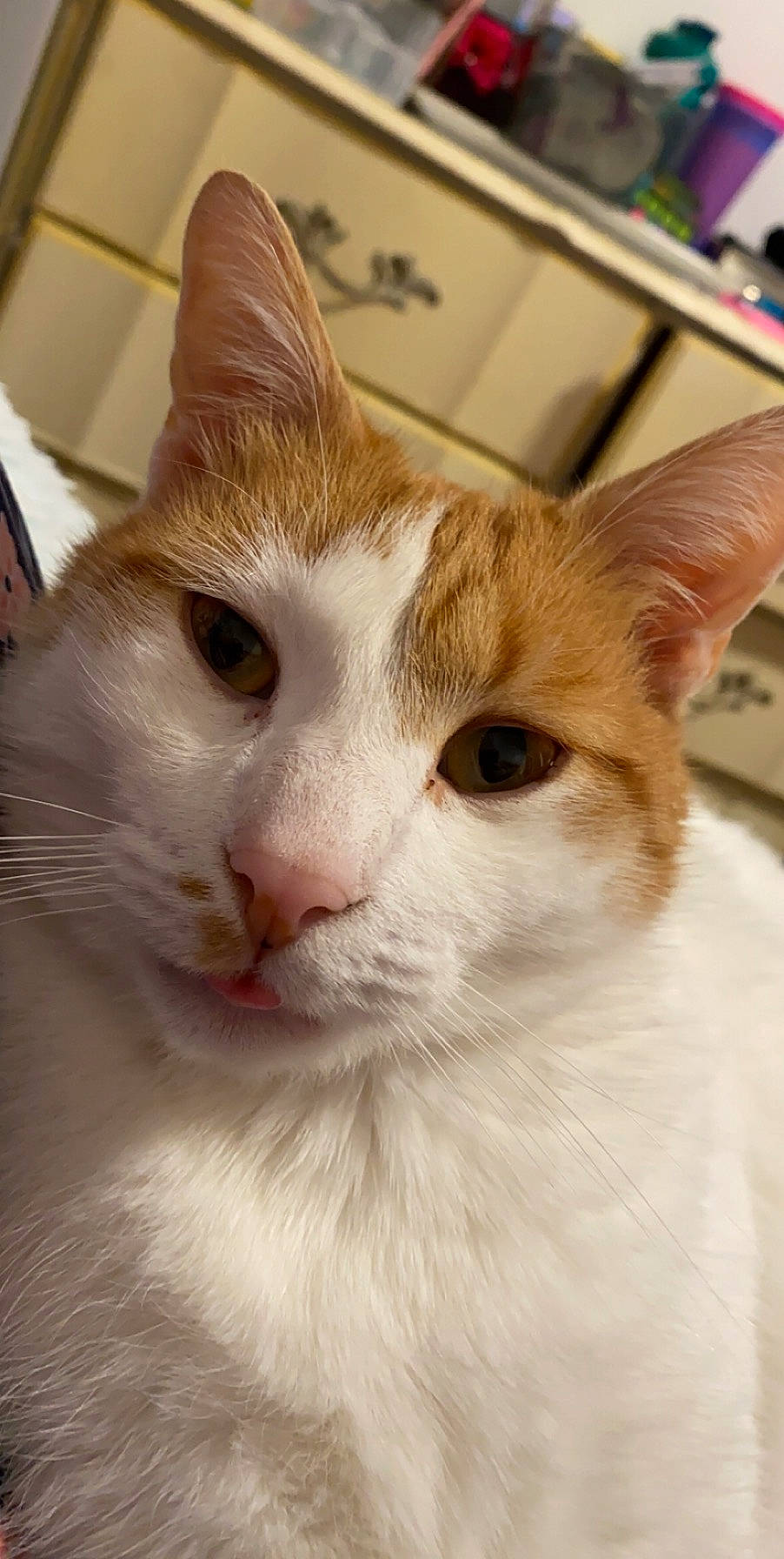 Opossum is registered to the contest to win money with this photo: aegean_cat, arabian_mau, carnivore, cat, domestic_short_haired_cat, european_shorthair, eye, fawn, felidae, japanese_bobtail, javanese, kitten, mammal, oriental_longhair, small_to_medium_sized_cats, snout, turkish_angora, turkish_van, vertebrate, whiskers