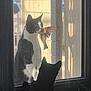 cat, bird, window, silhouette, black_and_white_cat, wildlife, sunlight, shadow, outdoor, indoor, animal, pet, nature, watching, glass, feline, daylight, curtain, plant, reflection