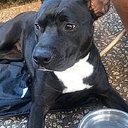 Nala a rejoint le concours — aidez-le/la à gagner de superbes lots ! dog, black_dog, white_chest, water_bowl, outdoor, stone_ground, folding_chair, leafy_bush, alert_ears, curious_eyes, pet, animal, resting, canine, summer, sunlight, pavement, relaxation, side_view, companion