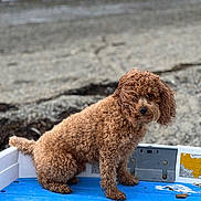 Nicholas Xavier joined the competition — help win amazing prizes! animal, beach, blue_surface, brown, canine, companion, curly_hair, cute, daylight, dog, fur, furry, looking, nature, outdoor, pet, portrait, rocky, sitting, water