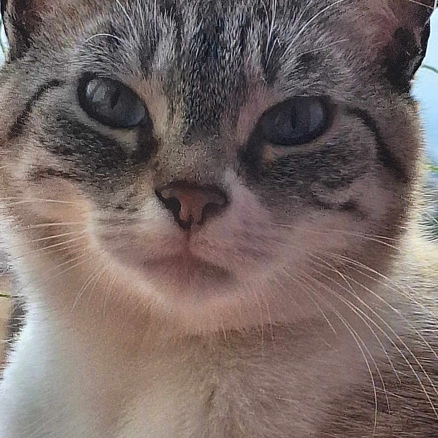 R-mione a rejoint le concours — aidez-le/la à gagner de superbes lots ! abyssinian, angora, animal, cat, kitten, manx, pet, siamese