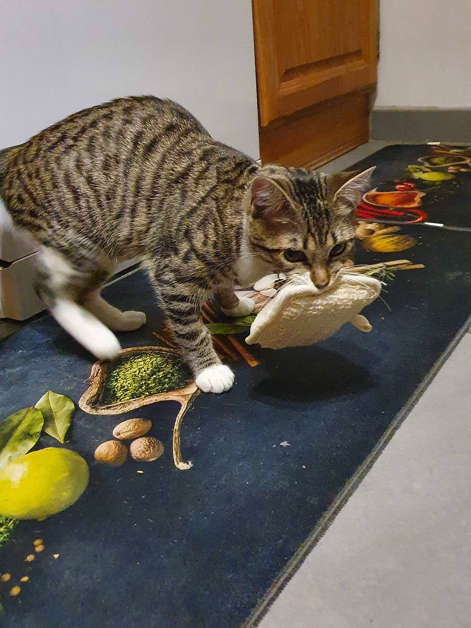 Ruby a rejoint le concours — aidez-le/la à gagner de superbes lots ! carnivore, cat, citrus, claw, domestic_short_haired_cat, felidae, food, fruit, fur, lemon, natural_foods, organism, plant, produce, small_to_medium_sized_cats, snout, sweet_lemon, tail, terrestrial_animal, whiskers