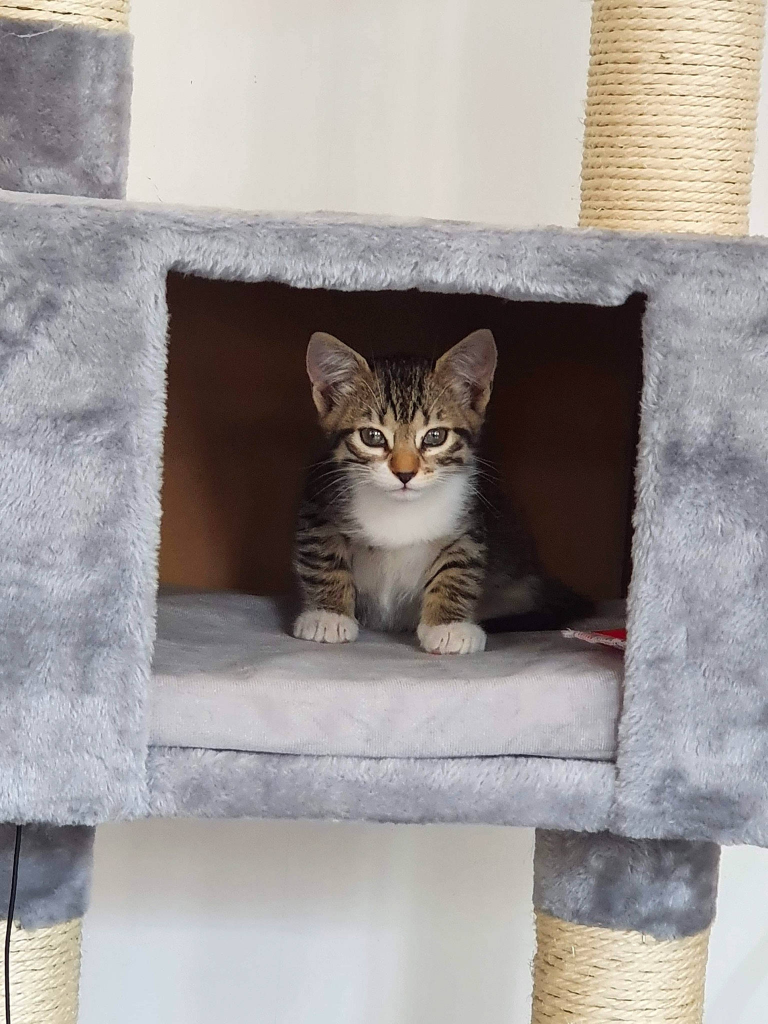 Ruby participe au concours pour gagner de l'argent avec cette photo : aegean_cat, asian, bengal, carnivore, cat, domestic_short_haired_cat, egyptian_mau, european_shorthair, fawn, felidae, kitten, ocicat, polydactyl_cat, small_to_medium_sized_cats, tabby_cat, whiskers, window, wood