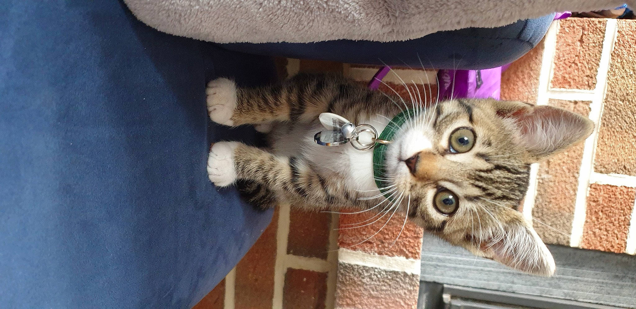 Ruby participe au concours pour gagner de l'argent avec cette photo : aegean_cat, american_shorthair, asian, california_spangled, carnivore, cat, claw, domestic_short_haired_cat, dragon_li, european_shorthair, felidae, kitten, mammal, paw, pixie_bob, polydactyl_cat, small_to_medium_sized_cats, tabby_cat, vertebrate, whiskers