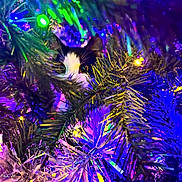 Spencer is registered to the contest to win money with this photo: cat, christmas_tree, lights, branches, holiday, colorful, decorations, black_and_white, curious, peeking, festive, tinsel, greenery, indoors, animal, pet, closeup, nature, playful, bright