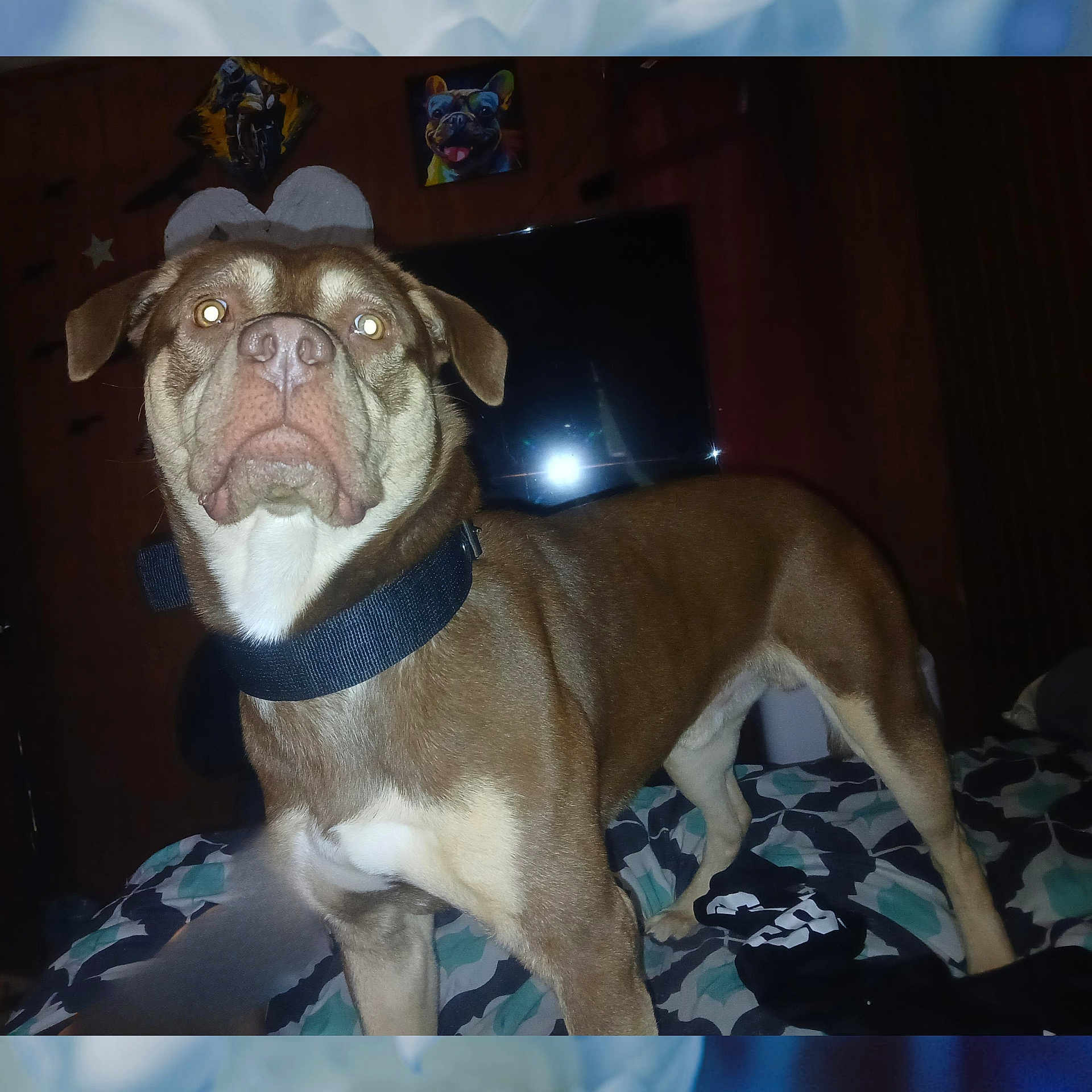 Brownie joined the competition — help win amazing prizes! animal, bed, bedding, brown_dog, closeup, collar, dog, ears, expression, flash_reflection, fur, indoor, painting, pet, room, snout, standing, television, wall_art, wooden_wall
