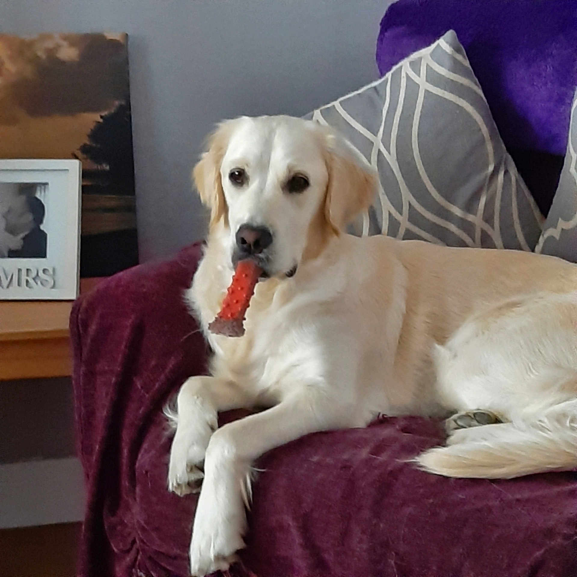 Poppy