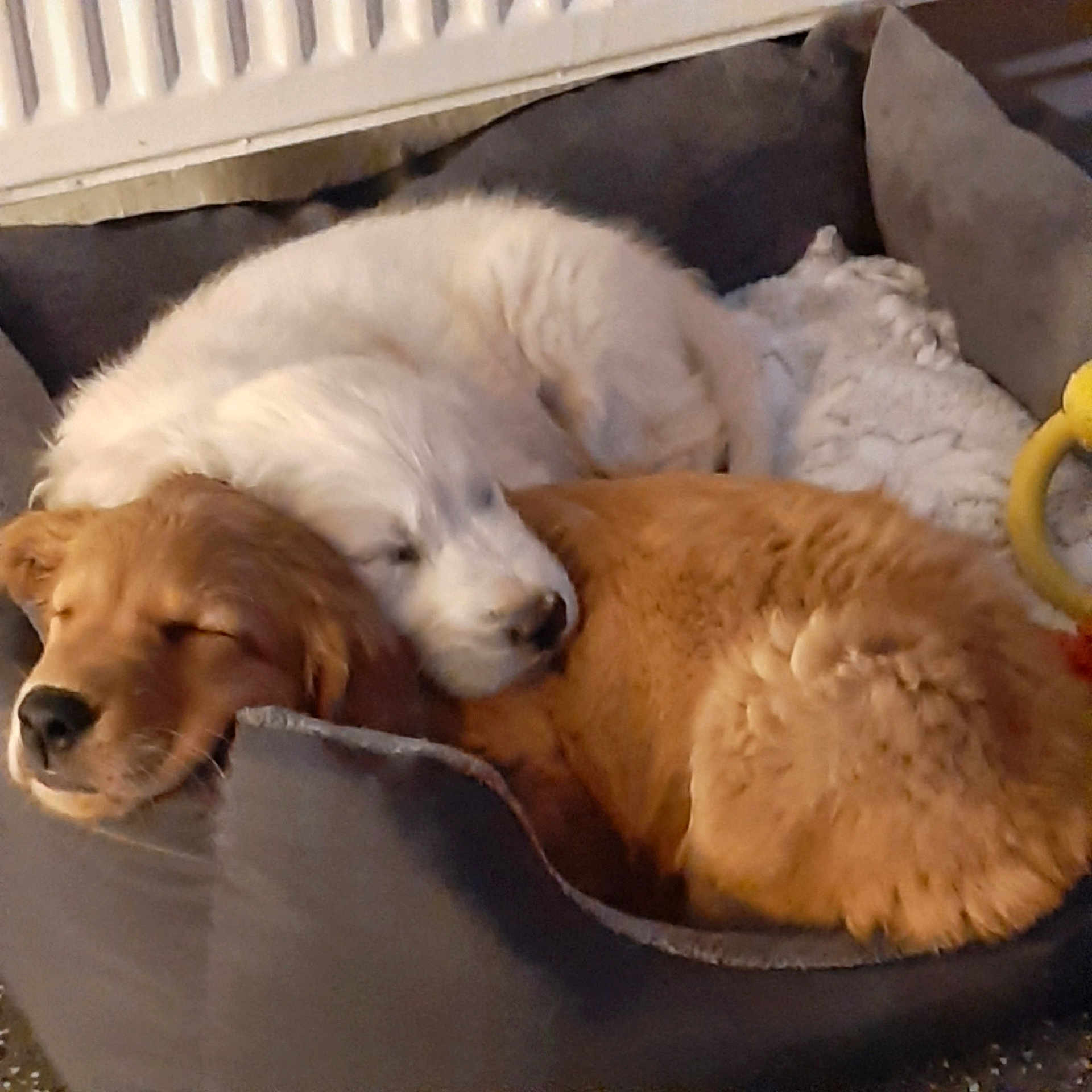 Ruby And Poppy