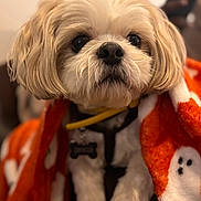 Canaille participe au concours pour gagner de l'argent avec cette photo : dog, pet, blanket, orange, cozy, cute, fluffy, indoor, portrait, closeup, animal, face, fur, soft, warm, comfort, eyes, snout, collar, halloween