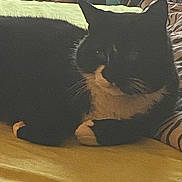 Luna joined the competition — help win amazing prizes! cat, tuxedo_cat, pet, indoor, bed, blanket, yellow_sheet, paws, whiskers, ears, loaf, resting, cozy, pillow, feline, closeup, domestic, low_light, grainy, portrait