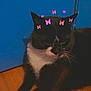 Luna is registered to the contest to win money with this photo: cat, tuxedo_cat, butterfly_filter, butterfly, indoor, blue_wall, wood_floor, whiskers, paws, black_fur, white_chest, ears, pet, portrait, closeup, low_light, sitting, filter, sleepy, cute