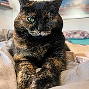 Serena a rejoint le concours — aidez-le/la à gagner de superbes lots ! animal, bed, cat, close_up, cozy, cute, domestic_animal, eyes, feline, fur, home, indoor, paws, pet, portrait, relaxed, resting, sleepy, tortoiseshell_cat, whiskers