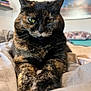 animal, bed, cat, close_up, cozy, cute, domestic_animal, eyes, feline, fur, home, indoor, paws, pet, portrait, relaxed, resting, sleepy, tortoiseshell_cat, whiskers