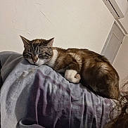 Poupette a rejoint le concours — aidez-le/la à gagner de superbes lots ! air_conditioner, animal, blanket, cat, comfort, cozy, curled_up, domestic_animal, feline, fur, gray, home, indoor, peaceful, pet, quiet, relaxation, resting, sleeping, wall