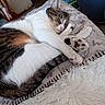 Tigrou a rejoint le concours — aidez-le/la à gagner de superbes lots ! cat, sleeping, cozy, blanket, paws, tail, fur, indoor, home, furniture, soft, resting, cute, pet, animal, relaxed, comfort, patterned_blanket, white_rug, tabby_cat