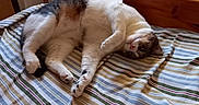 Tigrou participe au concours pour gagner de l'argent avec cette photo : cat, bed, striped_bedspread, sleeping, indoor, wooden_bedframe, curtains, relaxed, feline, pet, cozy, resting, domestic_animal, striped_pattern, natural_light, home_interior, quiet, comfortable, fur, tabby