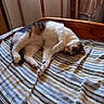 cat, bed, striped_bedspread, sleeping, indoor, wooden_bedframe, curtains, relaxed, feline, pet, cozy, resting, domestic_animal, striped_pattern, natural_light, home_interior, quiet, comfortable, fur, tabby