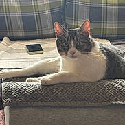 Tigrou participe au concours pour gagner de l'argent avec cette photo : cat, tabby_cat, white_paws, couch, plaid_cushion, blanket, smartphone, indoor, pet, relaxed, feline, fur, whiskers, ears, green_eyes, home, resting, cozy, texture, animal