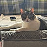 cat, tabby_cat, white_paws, couch, plaid_cushion, blanket, smartphone, indoor, pet, relaxed, feline, fur, whiskers, ears, green_eyes, home, resting, cozy, texture, animal