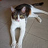 Tigrou a rejoint le concours — aidez-le/la à gagner de superbes lots ! cat, animal, pet, indoor, floor, tile, white, brown, tabby, green_eyes, stretching, paw, fur, whiskers, ears, looking_at_camera, relaxed, domestic, cute, mammal