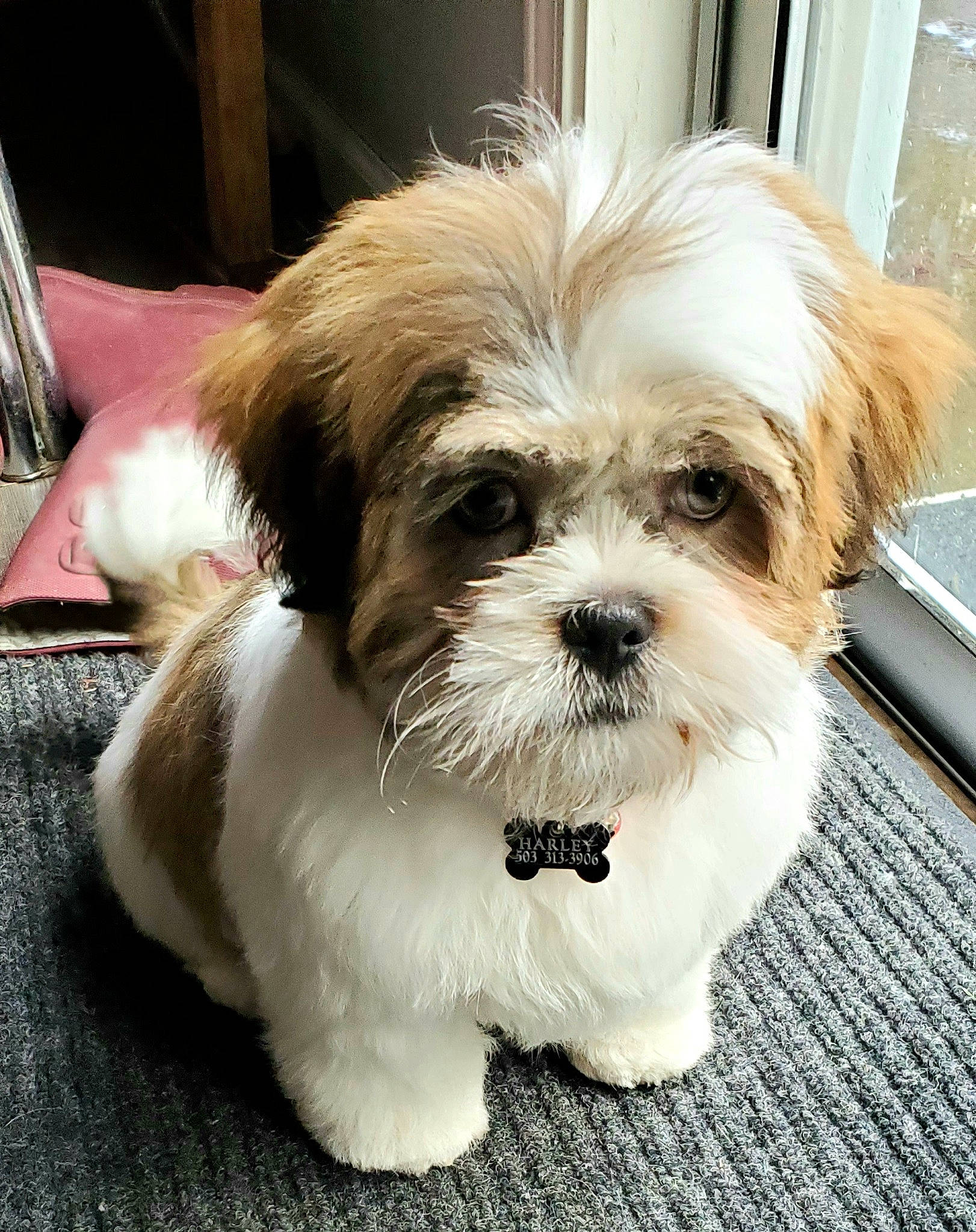 Harley is registered to the contest to win money with this photo: biewer_terrier, canidae, carnivore, companion_dog, dog, dog_breed, eye, fur, hair, head, liver, mal_shi, shih_poo, shih_tzu, small_terrier, snout, sporting_group, terrier, toy_dog, working_animal