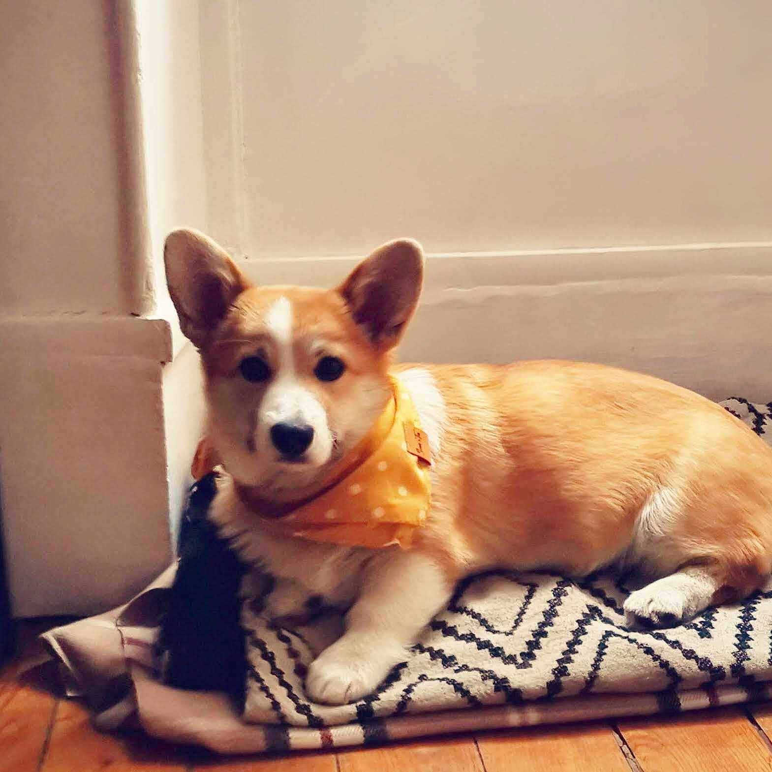 Tequila a rejoint le concours — aidez-le/la à gagner de superbes lots ! ancient_dog_breeds, carnivore, chihuahua, companion_dog, dog, dog_breed, dog_supply, fawn, flooring, fur, paw, snout, spitz, sporting_group, tail, terrestrial_animal, toy_dog, whiskers, wood, working_animal