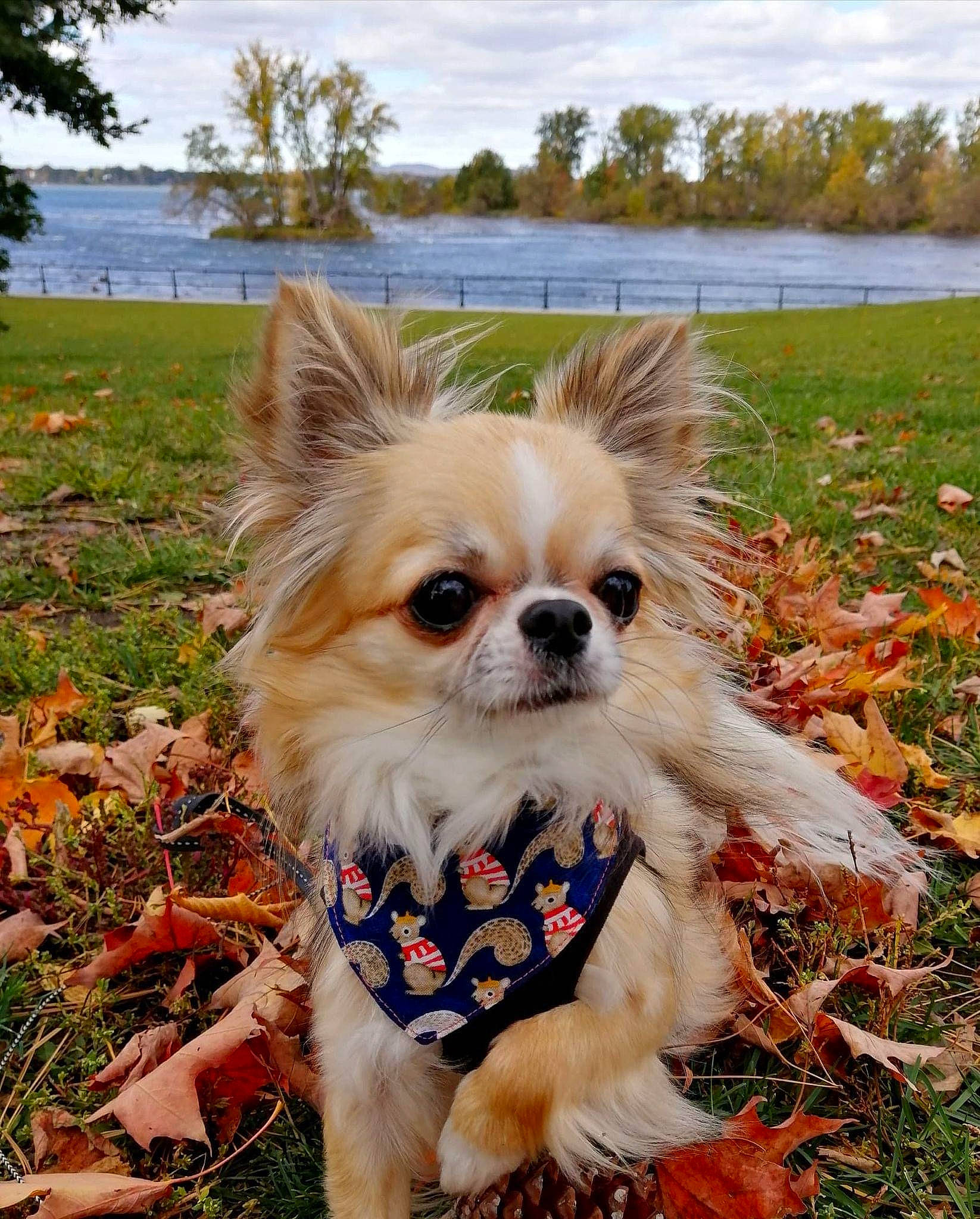 Perle a rejoint le concours — aidez-le/la à gagner de superbes lots ! carnivore, chihuahua, cloud, companion_dog, dog, dog_breed, dog_supply, fawn, grass, lake, mammal, papillon, plant, sky, snout, summer, toy_dog, tree, water, whiskers