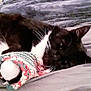 Socks is registered to the contest to win money with this photo: cat, black_and_white, sleeping, toy, knitted, blanket, cozy, pet, whiskers, fur, indoor, resting, closeup, soft, cute, animal, domestic, relaxed, bed, comfort